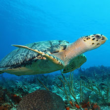 Activity & adventure holidays