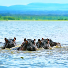 Africa