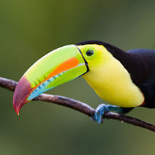 Central America