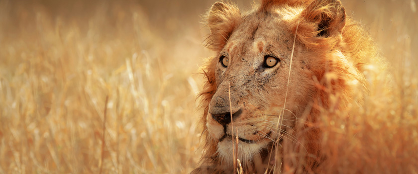 Safaris