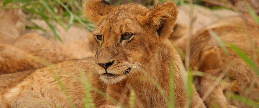 Safaris