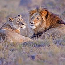 Africa
