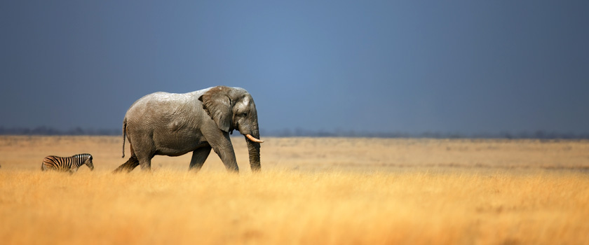 Wildlife holidays