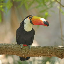 Central America