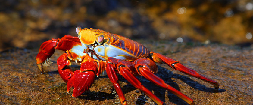 Wildlife holidays