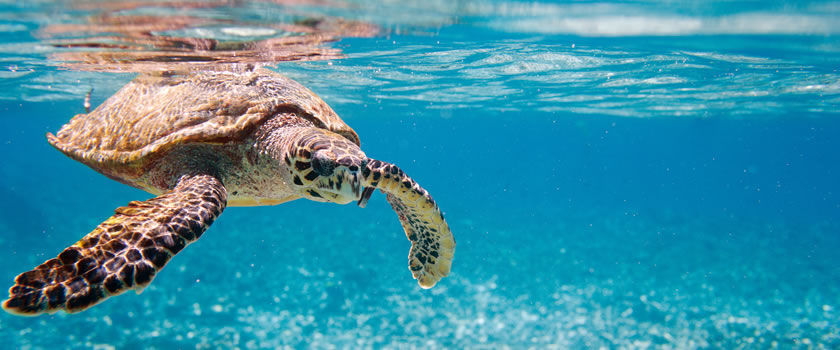 Seychelles