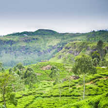 Tea Plantations