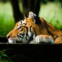 India Wildlife Reserves and National Parks