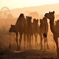 Rajasthan