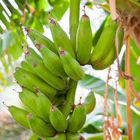 Salalah