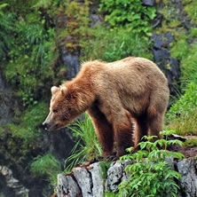 Alaska