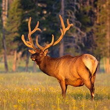 National Parks