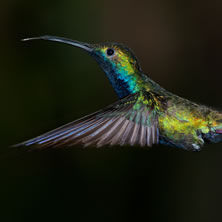 Iguazu Falls & the Northeast