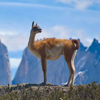 Patagonia