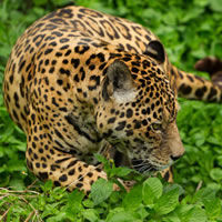 The Amazon