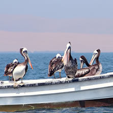 Paracas, Ica, Nazca & Ballestas Islands