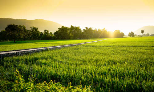 A view of rice field with palm tree in mekong delta province in harvest season in Chau Doc, An Giang, Vietnam