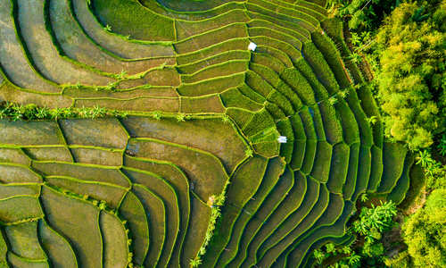 Aerial view of rice paddies