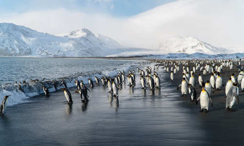 Antarctica with Silversea