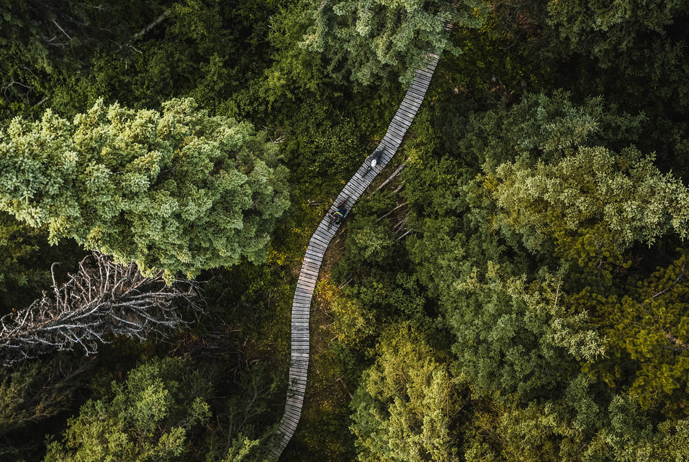 Aerial shot of boardwalk on Boer Mountain trails (Credit: Destination BC, Dave Silver)