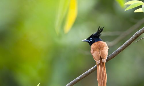 Asian Paradise Flycatcher (Terpsiphone Paradisi), Minneriya National Park