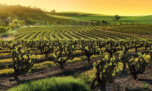 Barossa Valley Vineyard, South Australia