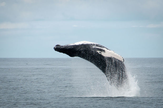 Breaching humpback whale near Reykjavik