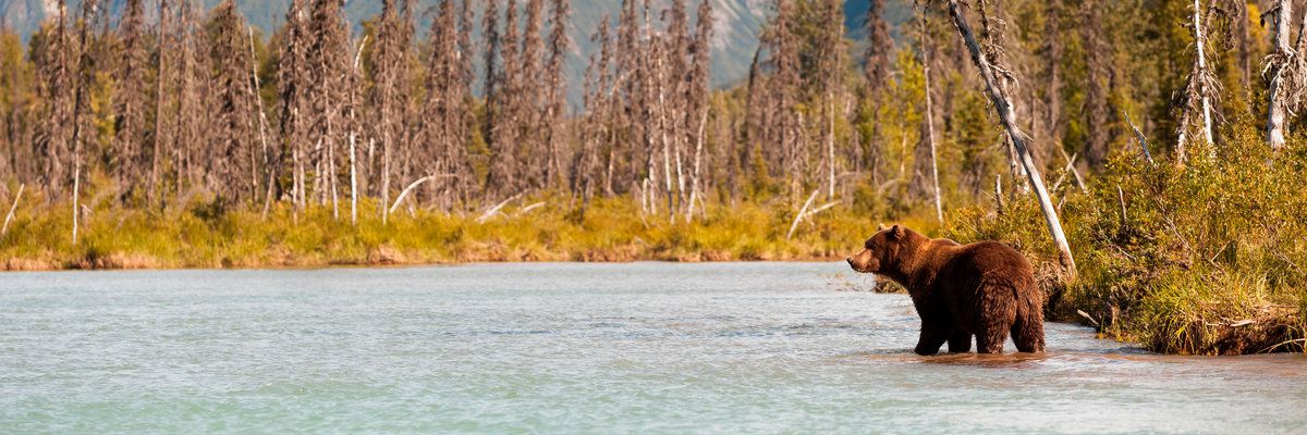 Brown Bear Hunting for Fish, Alaska