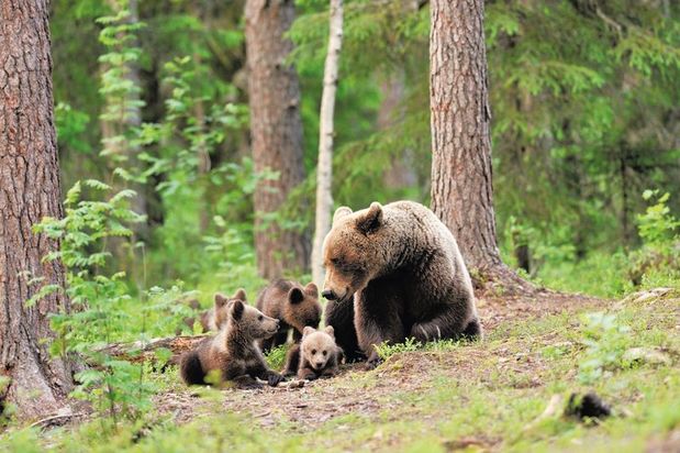 Brown bear with cubs in Finland