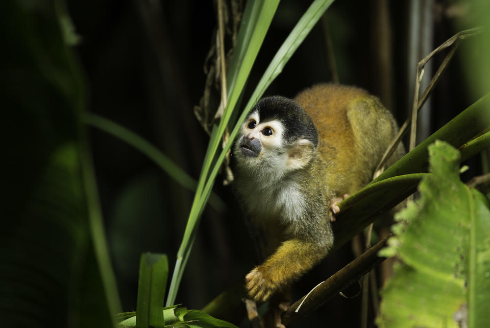 Squirrel monkey, Corcovado National Park