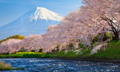 Cherry Blossom, Mt Fuji