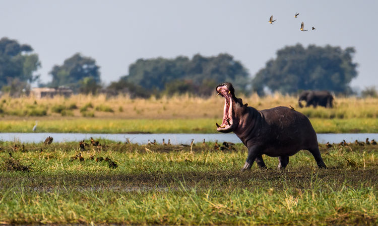 Chobe River, Botswana