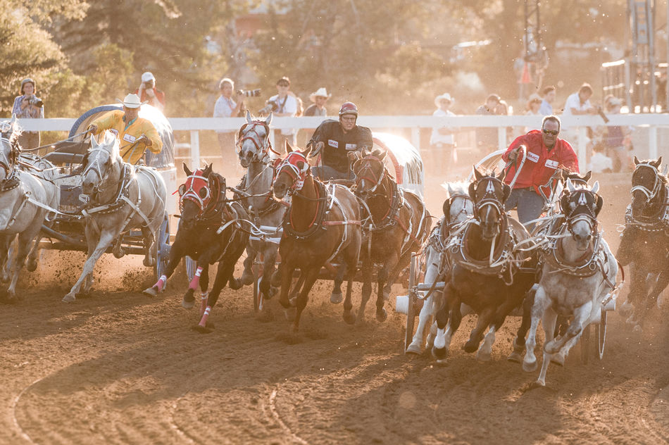 Chuckwagon racing, Calgary Stampede