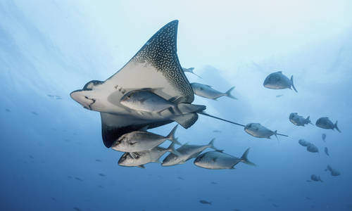 Eagle Ray, the Galápagos