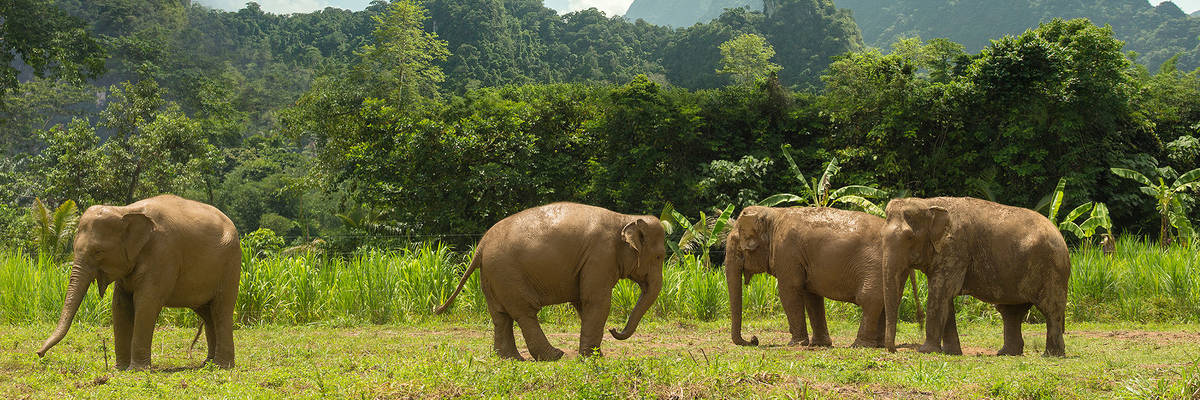 Elephant Hills Camp, Khao Sok National Park