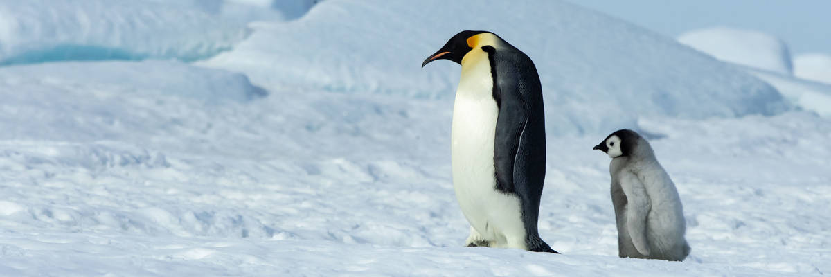 emperor penguin ice bucket