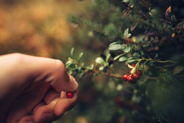 Picking wild berries in Levi, Finnish Lapland