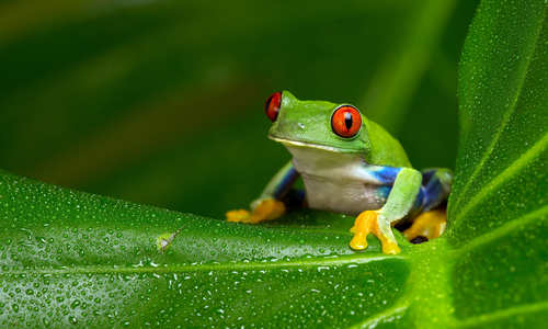 Frog in Amazon Jungle