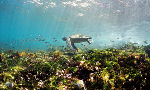 Galápagos with Silversea