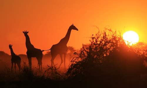 Giraffes at sunset in Kenya