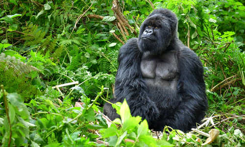Gorilla, Rwanda