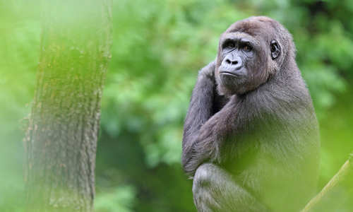 Gorilla in Rwanda