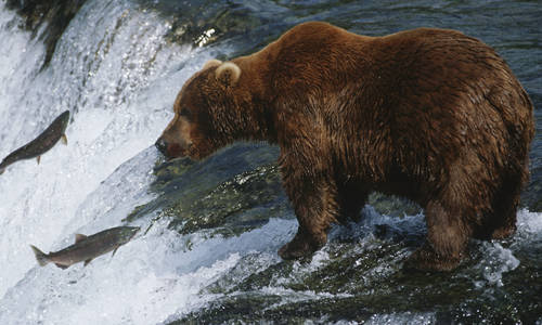 Grizzly bear