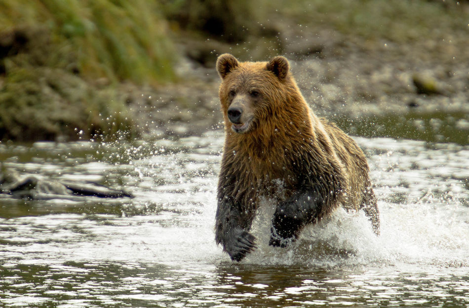 Grizzly Bear in Knight Inlet, British Columbia