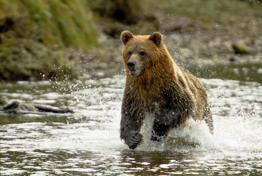 Grizzly Bear, British Columbia