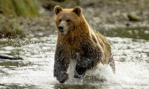 Grizzly Bear in Knight Inlet, British Columbia