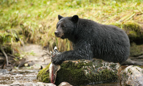 Black bear, Great Bear Rainforest