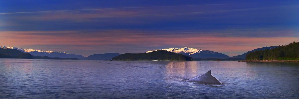 Humpback Whale, Inside Passage, Alaska