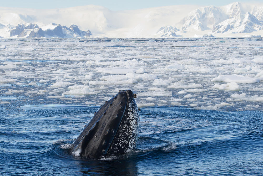 A humpback whale breaching the surface in Antarctica