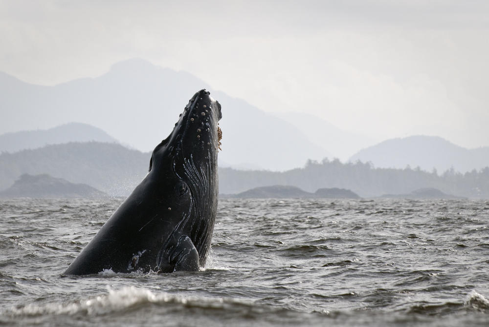 Humpback whale breaching in British Columbia